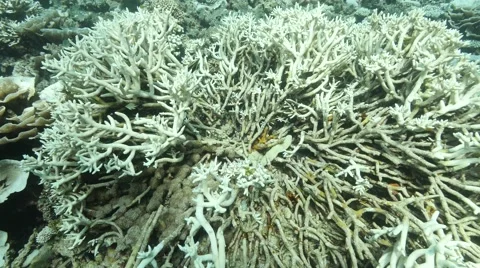 Coral damage and bleaching Video stock 66251365