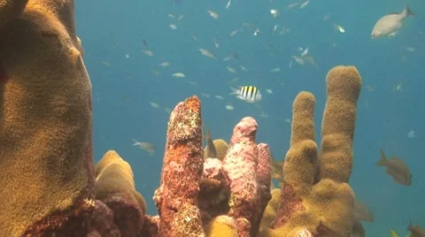 Coral with damsel fish Stock Footage 8656865