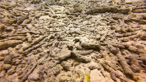 Coral disease Stock Footage 317187790