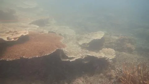 The coral disease at natural reef Stock Photos