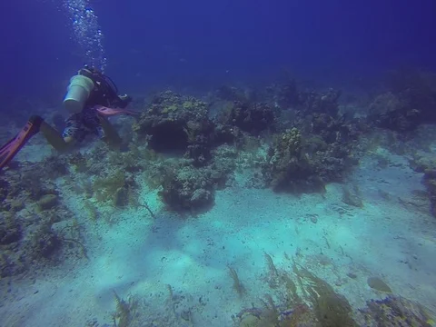 Coral with diver Stock Footage 101451321