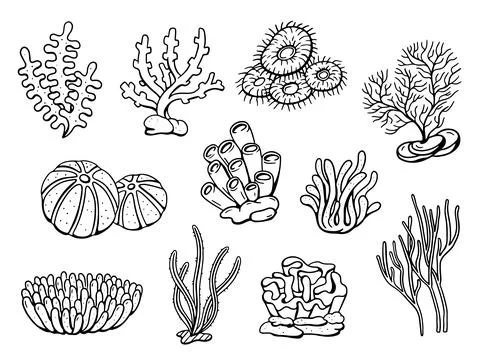 Coral drawing doodle set. Vector illustration Stock Illustration