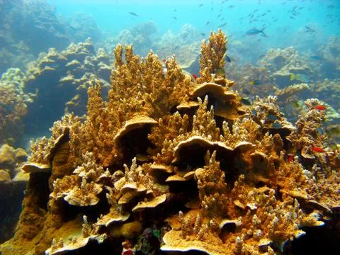 Coral Ecosystem Stock Photos