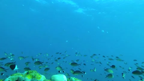 Coral Edge Chronicles: A Glimpse into Fragile Ocean Ecosystems Stock Footage 263757158