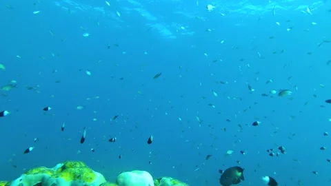 Coral Edge Chronicles: A Glimpse into Fragile Ocean Ecosystems Stock Footage 263757388