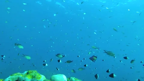 Coral Edge Chronicles: A Glimpse into Fragile Ocean Ecosystems Stock Footage 263757624