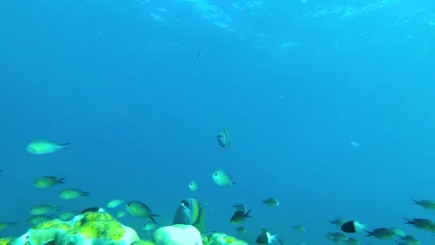 Coral Edge Chronicles: A Glimpse into Fragile Ocean Ecosystems Stock Footage 263757833