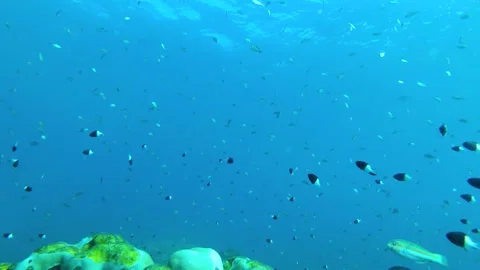 Coral Edge Chronicles: A Glimpse into Fragile Ocean Ecosystems Stock Footage 263757864