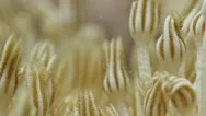 Coral Feeding Stock Footage