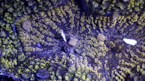Coral feeding on microplastic on reef 库存影片 165822299