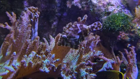 A coral file fish Stock Footage 269551072