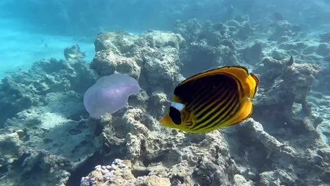 Coral fish attack the jellyfish, 4K video ,footage,Red sea Vídeo Stock 170623934