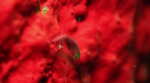 A coral fish camouflaging itself Stock Footage 41684570