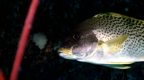 Coral fish, close up head Video stock 42988182