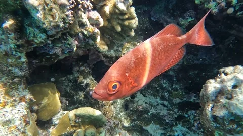 A coral fish - Crescent Tail Bigeye - Priacanthus hamrur, Red sea Stock Footage 279013545