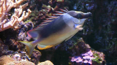 Coral Fish 库存影片 625409