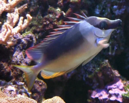 Coral Fish Stock-Footage 625423
