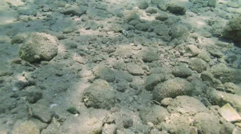 Coral fish Stock Footage 7769531