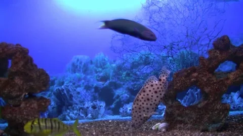 Coral fish Stock Footage 8601011