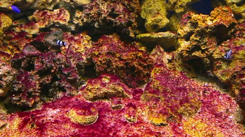 Coral fish Stock Footage 30444648