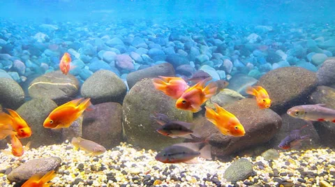 Coral fish Stock Footage 30587856