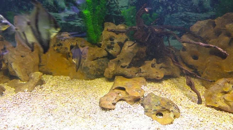 Coral fish 库存影片 30588111
