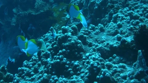 Coral fish Stock Footage 48990362