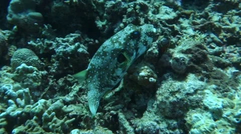 Coral fish Stock Footage 48990371