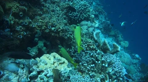 Coral fish. Видео 48990524
