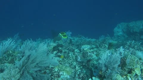 Coral fish. Stock Footage 48990570