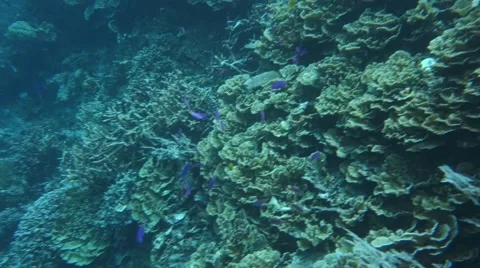 Coral fish. Stock Footage 48990613