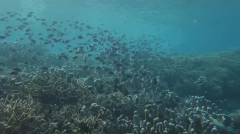 Coral fish. Stock Footage 48990634