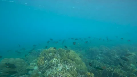 Coral, Fish Stock Footage 247353160