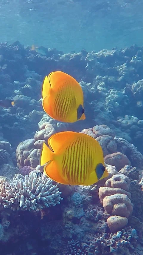 Coral fish Vidéo 345806124