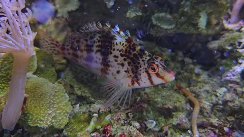 A coral fish resting Stock Footage 269820554