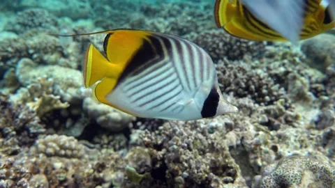 Coral fish - Threadfin butterflyfish (chaetodon auriga) - Red Sea, 4K video clip Stock Footage 158456672