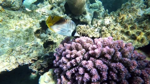 Coral fish - Threadfin butterflyfish chaetodon auriga - Red Sea. Stock Footage 278722094