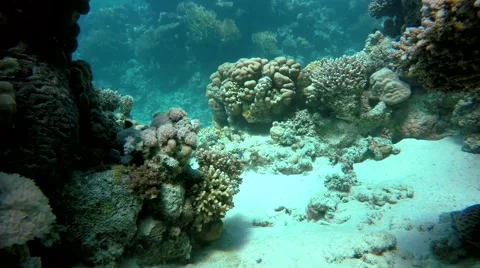 Coral flowers. Stock Footage 60704666