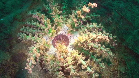 Coral Stock Footage 349936