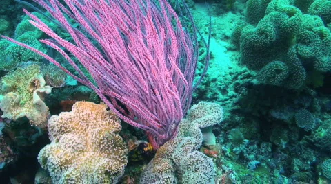 Coral Stock Footage 350272