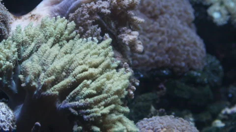 Coral Stock Footage 560152