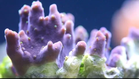 Coral Stock-Footage 8555249