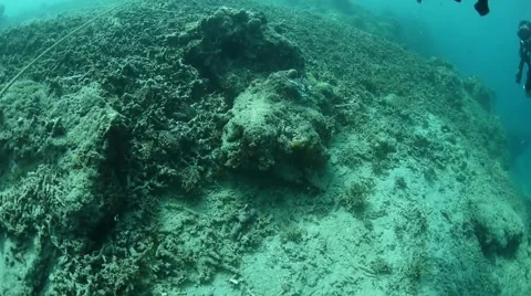 Coral Stock Footage 40732089