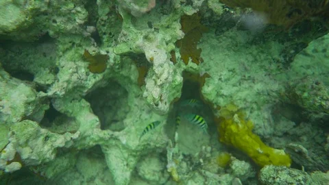 Coral 動画素材 112258796