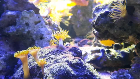 Coral Stock Footage 168037520