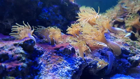 Coral Stock Footage 168042271