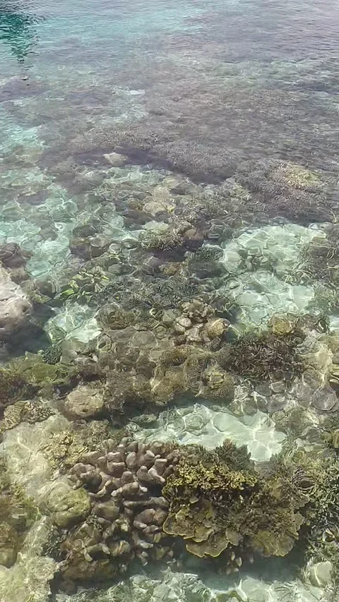 Coral Stock Footage 205603568