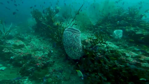 Coral Stock Footage 246535624