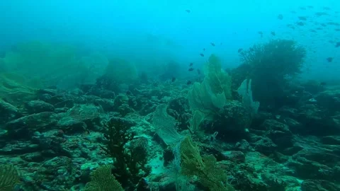 Coral Stock Footage 246536556