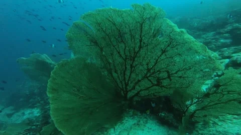 Coral Stock Footage 246538248